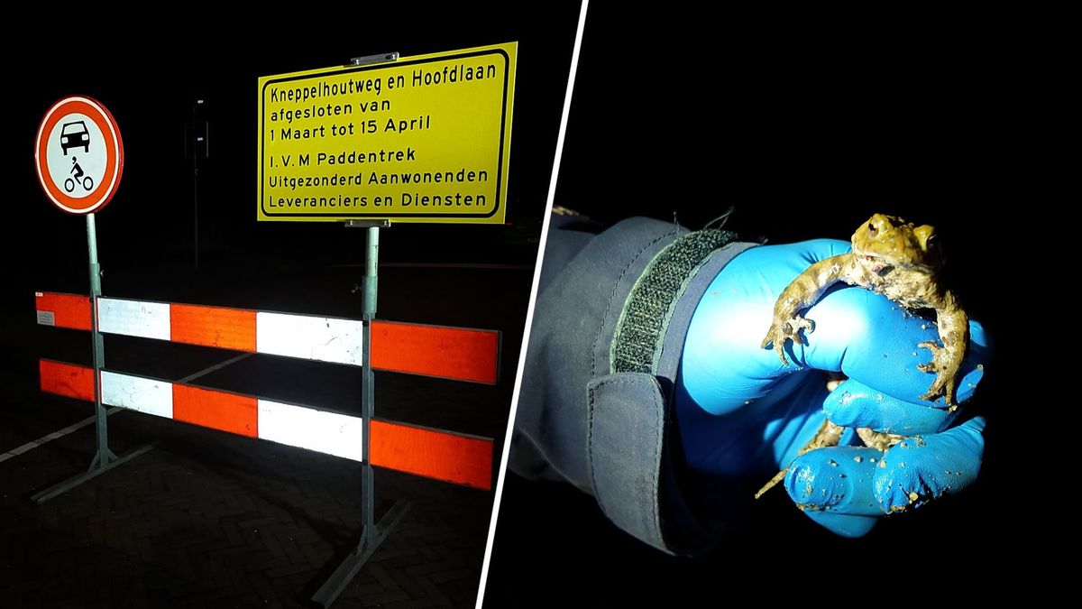 Tientallen dode padden ondanks wegafsluiting: 'Automobilisten zetten borden opzij'