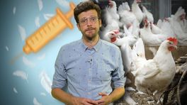 Wordt vogelgriep een probleem voor Gelderland?