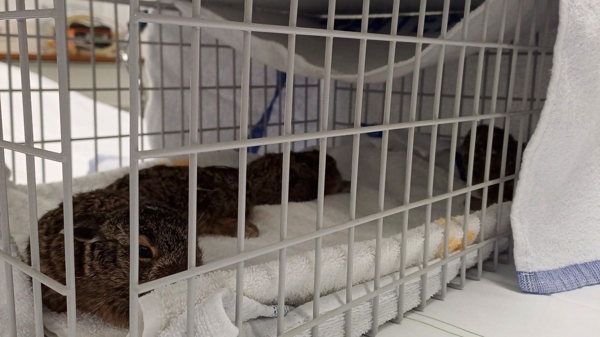 Babyhaasjes gered uit grindbak TT Circuit: Roze muisjes voor vrijwilligers