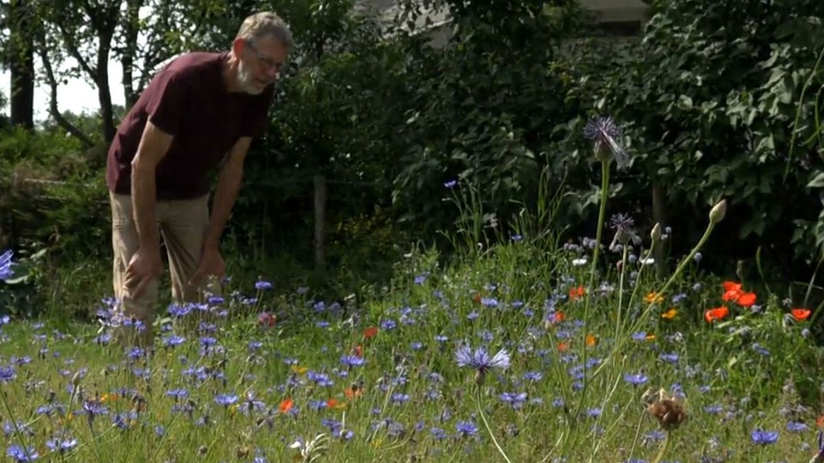 Zo ging het met de bloemenweide van Oussoren