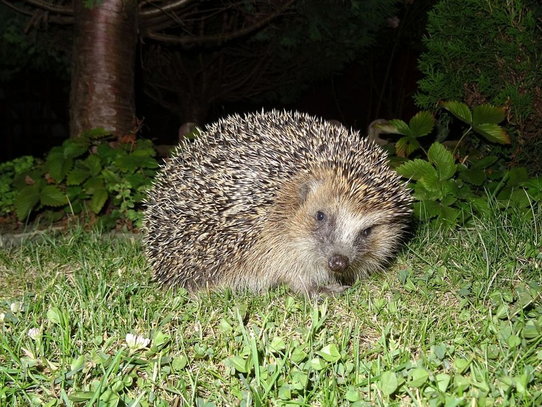 Op zoek naar egels die in het schemerdonker rondscharrelen