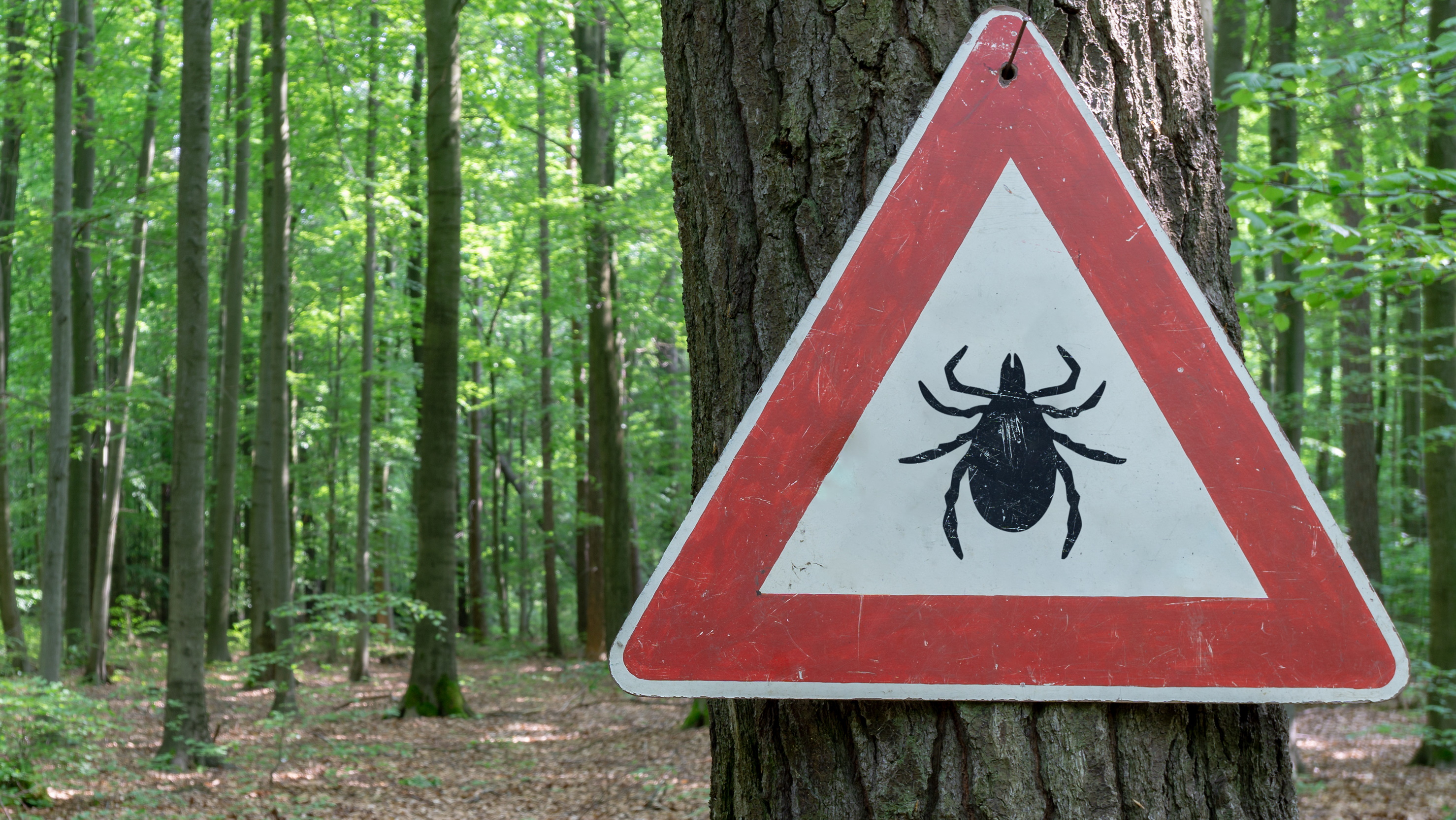 Steeds meer teken in de natuur. Wat moet je doen bij een tekenbeet?