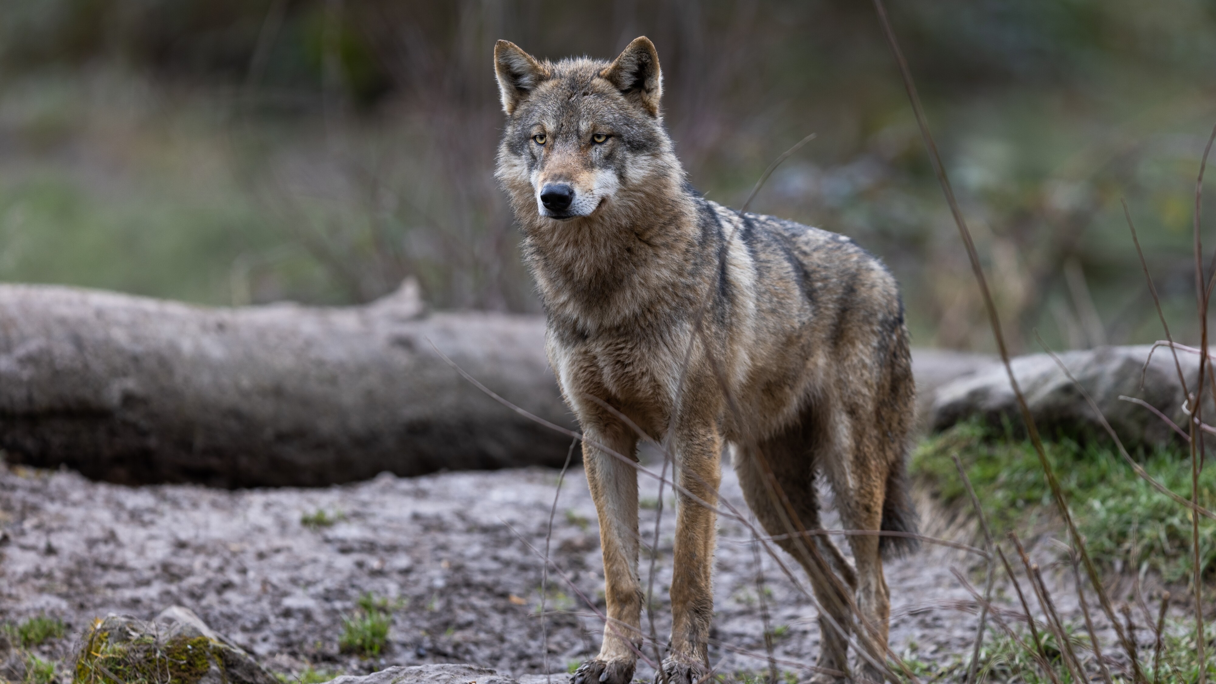 Measte oanfallen troch wolven yn Eaststellingwerf, feehâlders laks mei maatregels