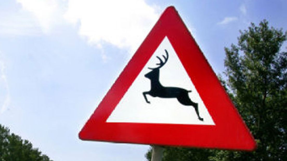 Veel aangereden wild op de Veluwe
