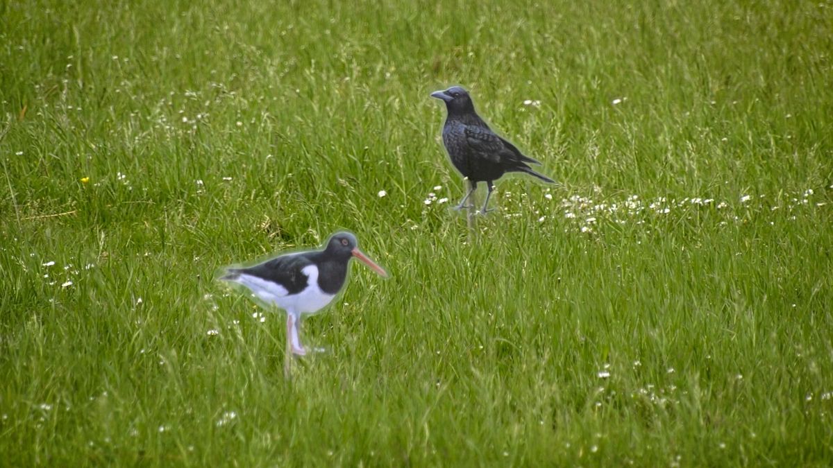 Vogelwacht Uffelte e.o. viert jubileum met Vogelfestival