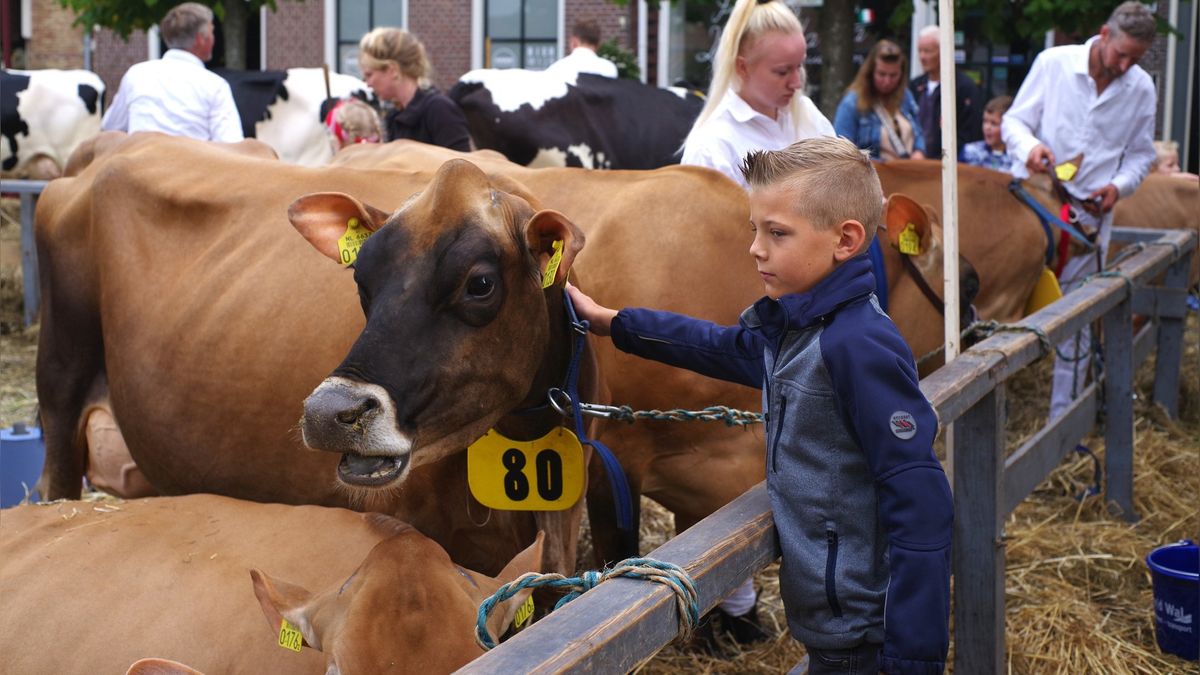 Recordaantal inschrijven bij Kokedei in Workum: 