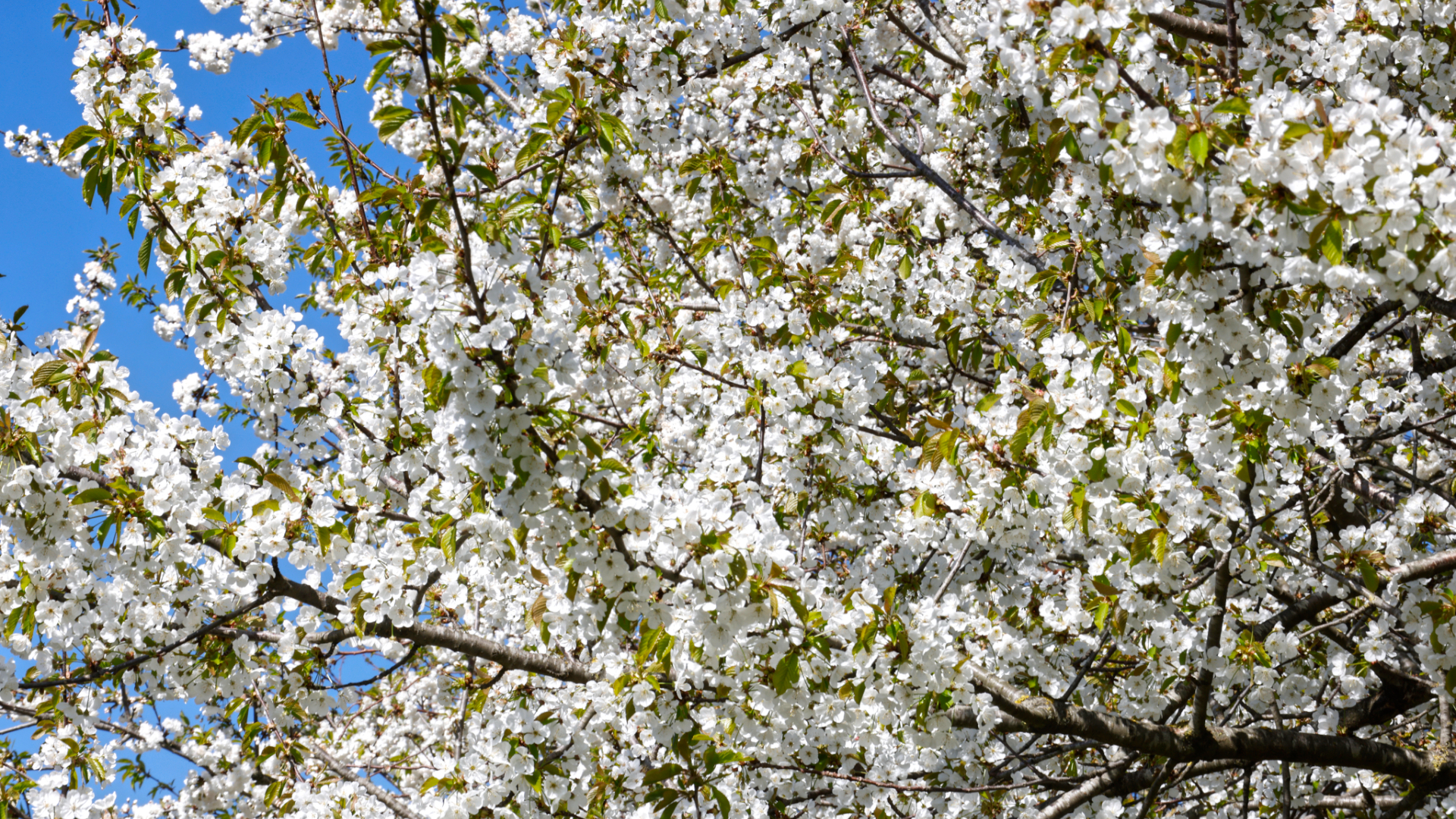 Warmste 3 maart ooit gemeten - RTV Utrecht