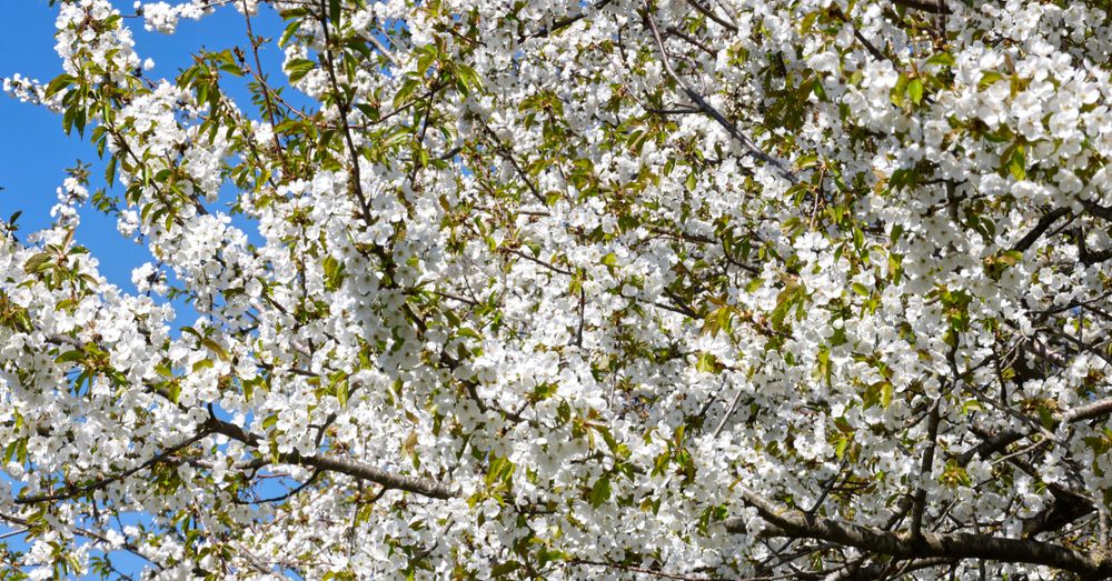 Het is lente, of toch niet? Wanneer begint het voorjaar eigenlijk echt