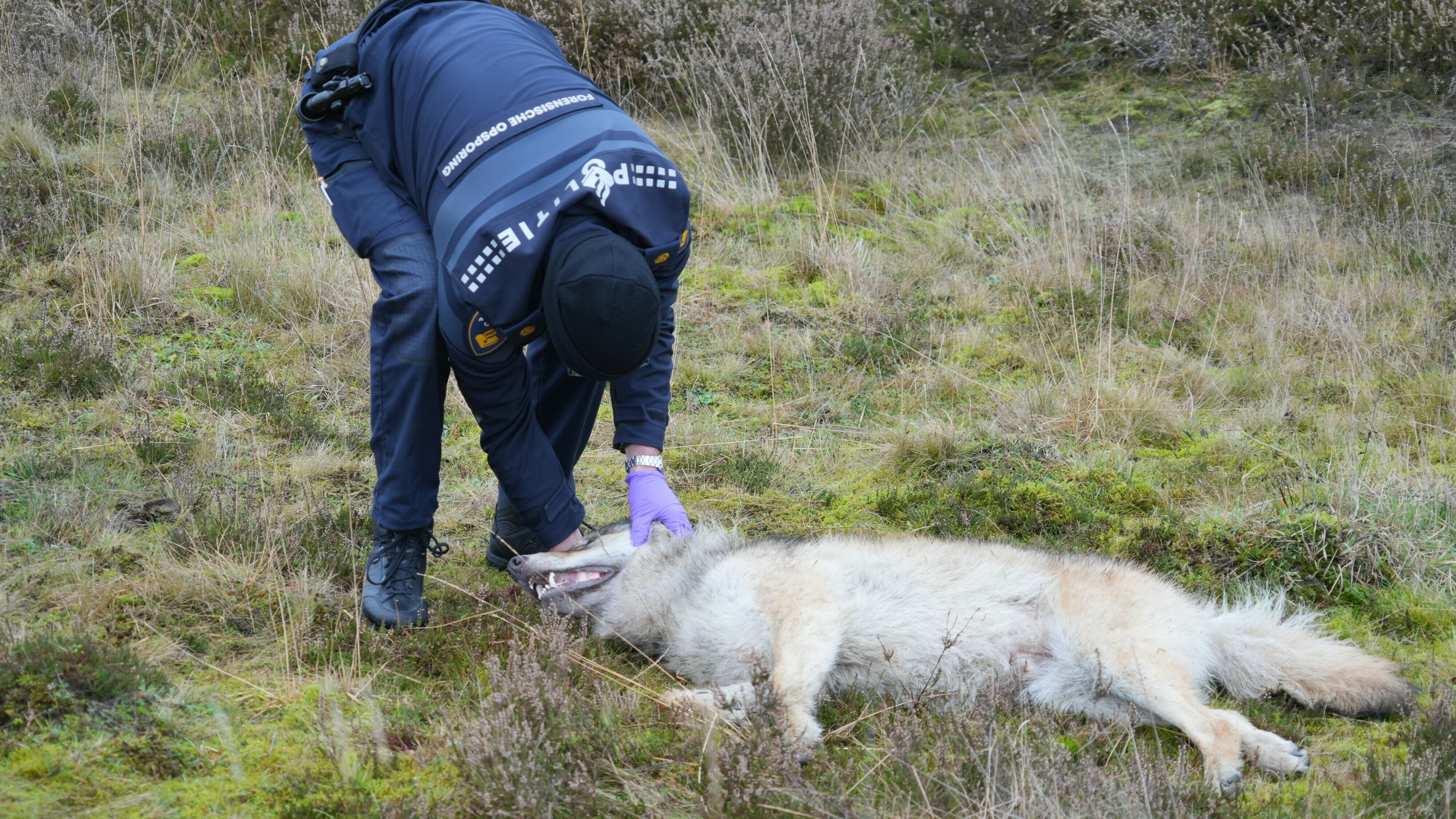Politie gaat uit van aanrijding van wolf op Doldersummerveld