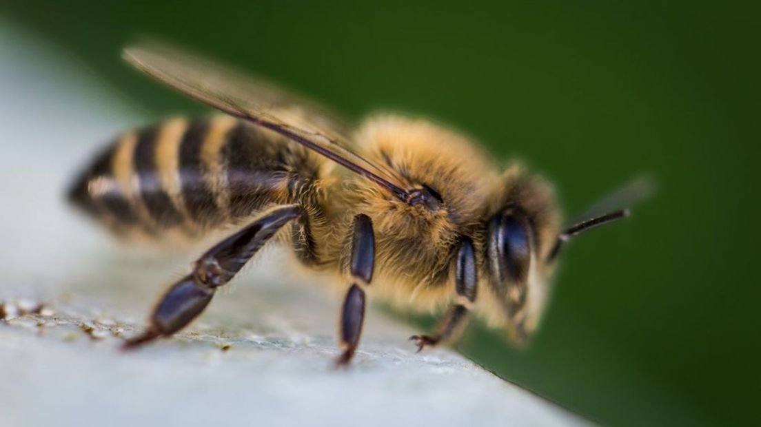 De honingbij kan helpen corona te identificeren.
