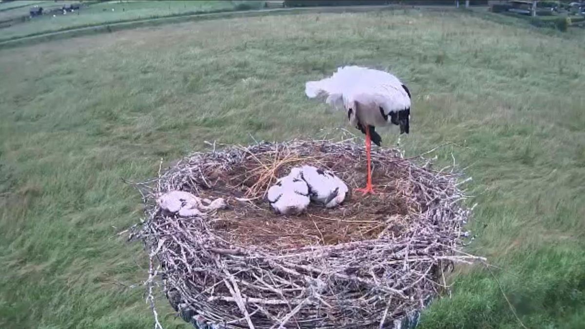 Ooievaarsjong ligt dood op het nest in Wilsum