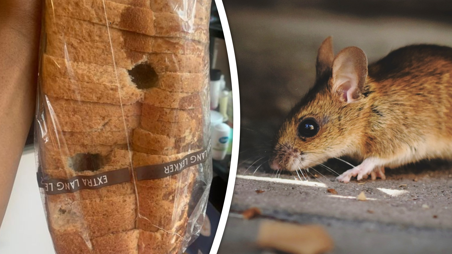 Aangegeten brood, zieke kinderen en overal lokdozen: muizen terroriseren Erica en haar gezin