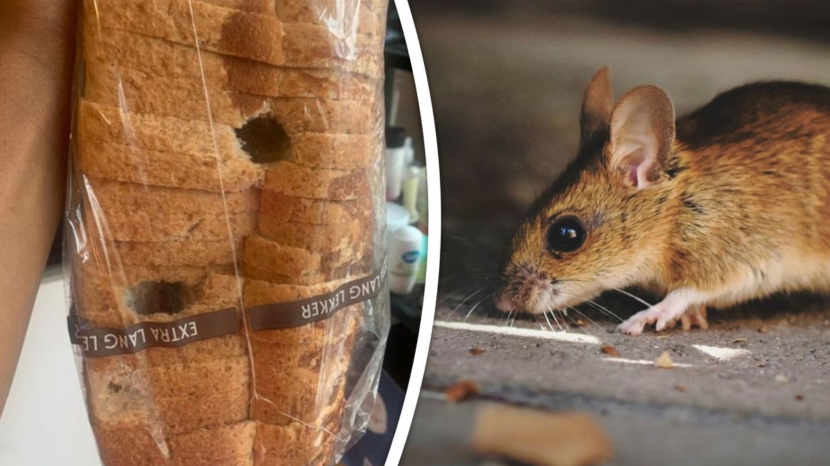 Aangegeten brood, zieke kinderen en overal lokdozen: muizen