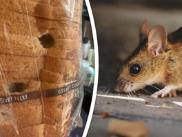 Aangegeten brood, zieke kinderen en overal lokdozen: muizen terroriseren Erica en haar gezin