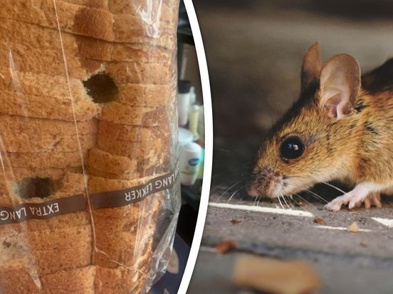 Aangegeten brood, zieke kinderen en overal lokdozen: muizen terroriseren Erica en haar gezin