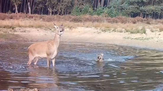 Wildcamera filmt wolvin die hinde pakt: 'De wolvin plaatst een dodelijke keelbeet'