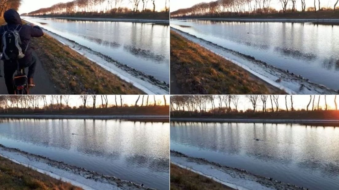 Foto's van de zeehond in het Kanaal door Walcheren