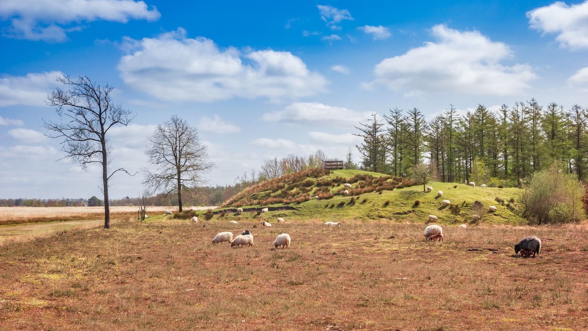 De Duerswâldmer Heide