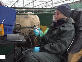 Schapen krijgen een echo MEEEH