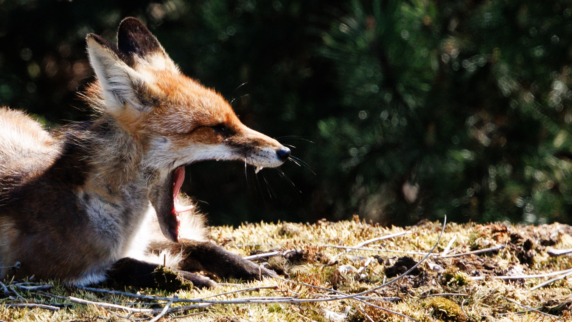Dieren kennen geen klok, maar merken de zomertijd wél