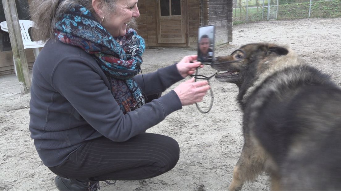 Loki probeert te achterhalen waar de stem van zijn baasje vandaan komt.