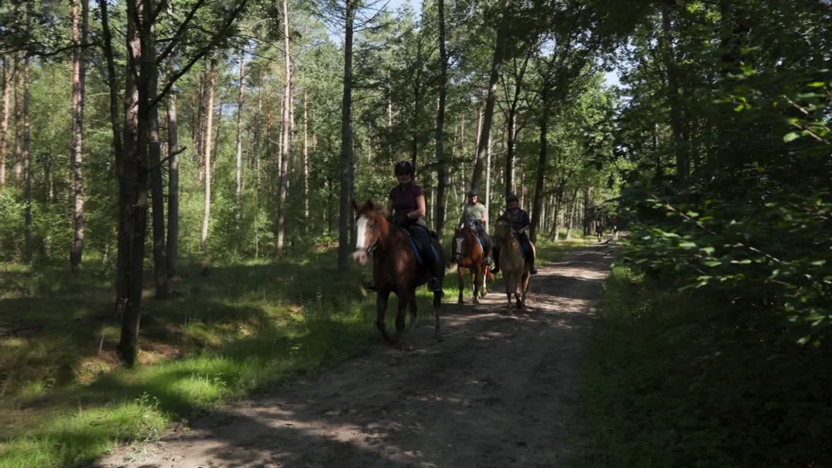 Doek valt voor paardenvierdaagse Zorgvlied