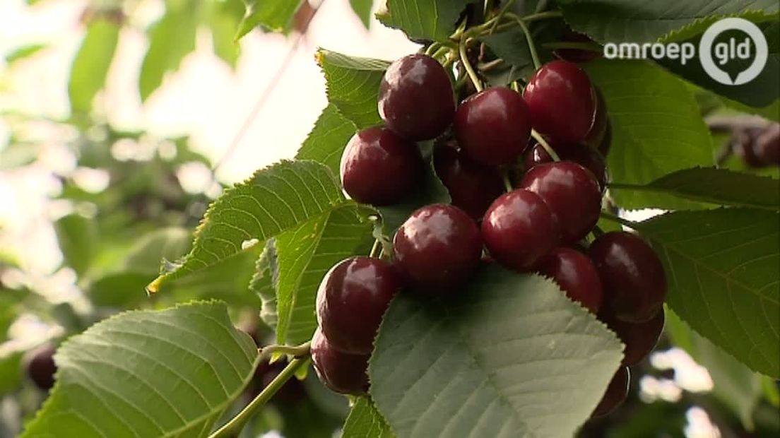 Fruitkwekers leven in spanning. Want wanneer komt hij? En, met zijn hoeveel komen ze? De Suzuki fruitvlieg. Telers en kwekers speuren met vergrootglazen en microscopen naar het vliegje.