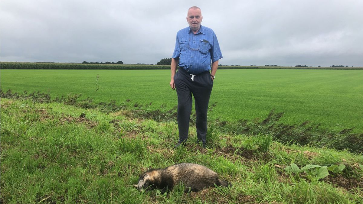 'Japanse Mickey Mouse' gevonden in de berm bij Beerta