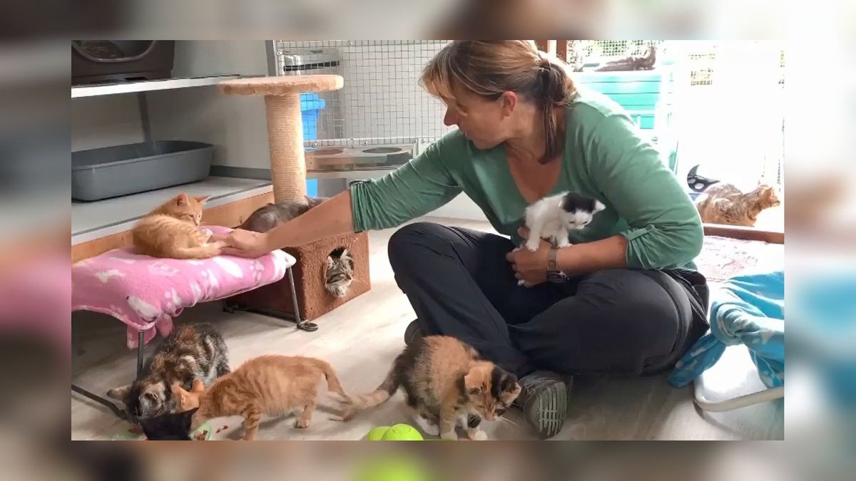 VIDEO: Kattenopvang van Munnekezijl zit tjokvol
