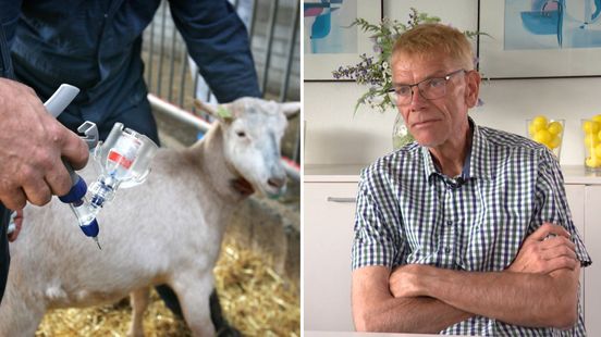 Komen er 20 jaar na de Q-koortsuitbraak alsnog excuses? 'Je leeft met tikkende tijdbom in je lijf' Home