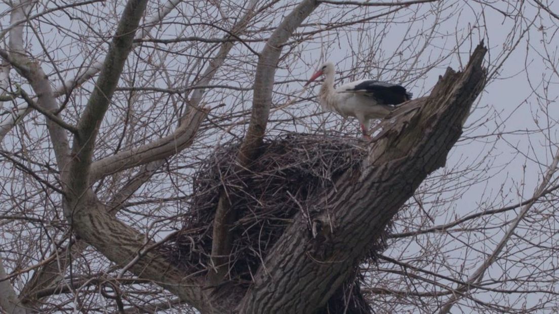 Een ooievaar bij een nest.