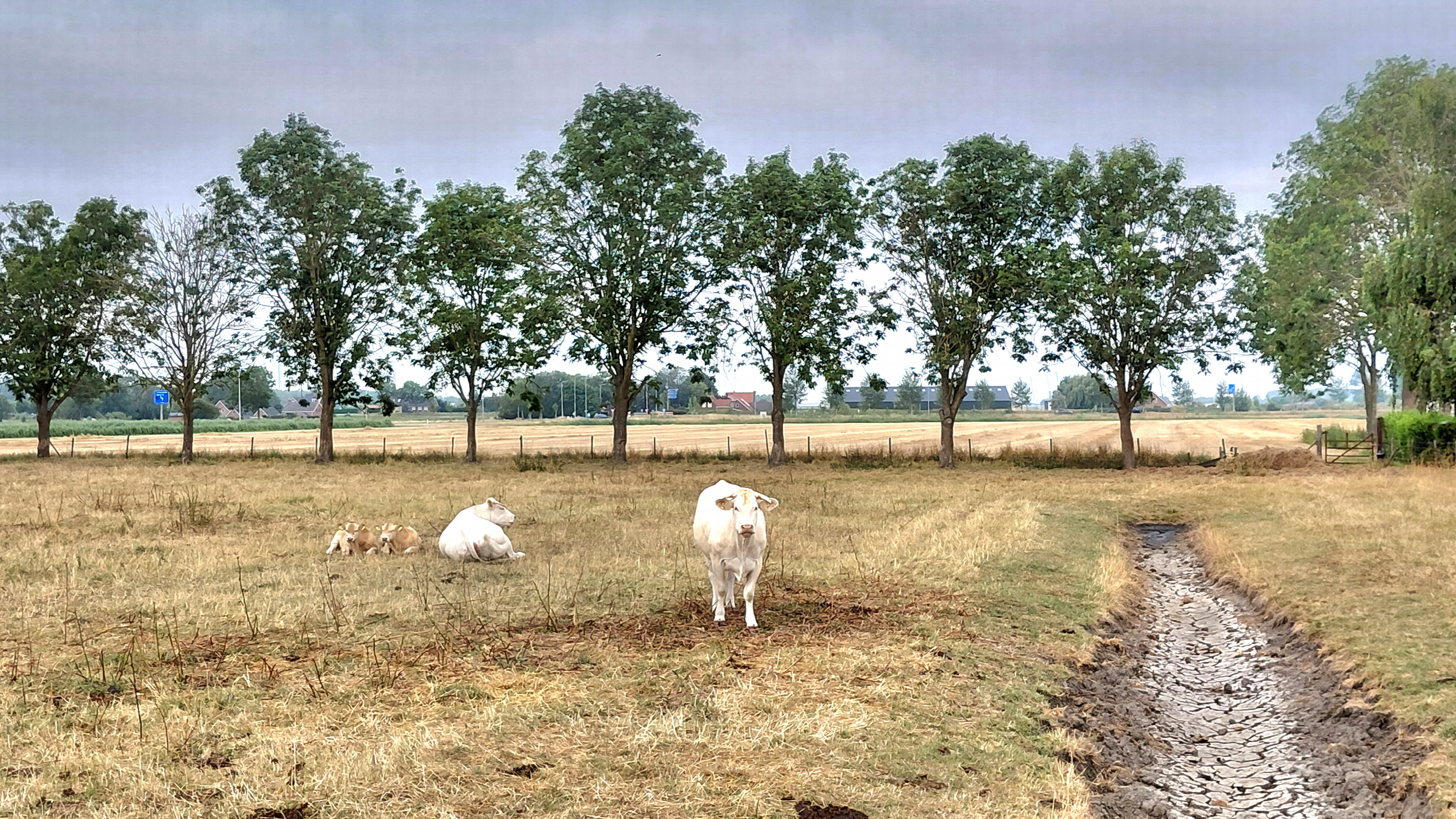 Zeeland beleeft een van de droogste jaren en is ook het droogste gebied van Nederland
