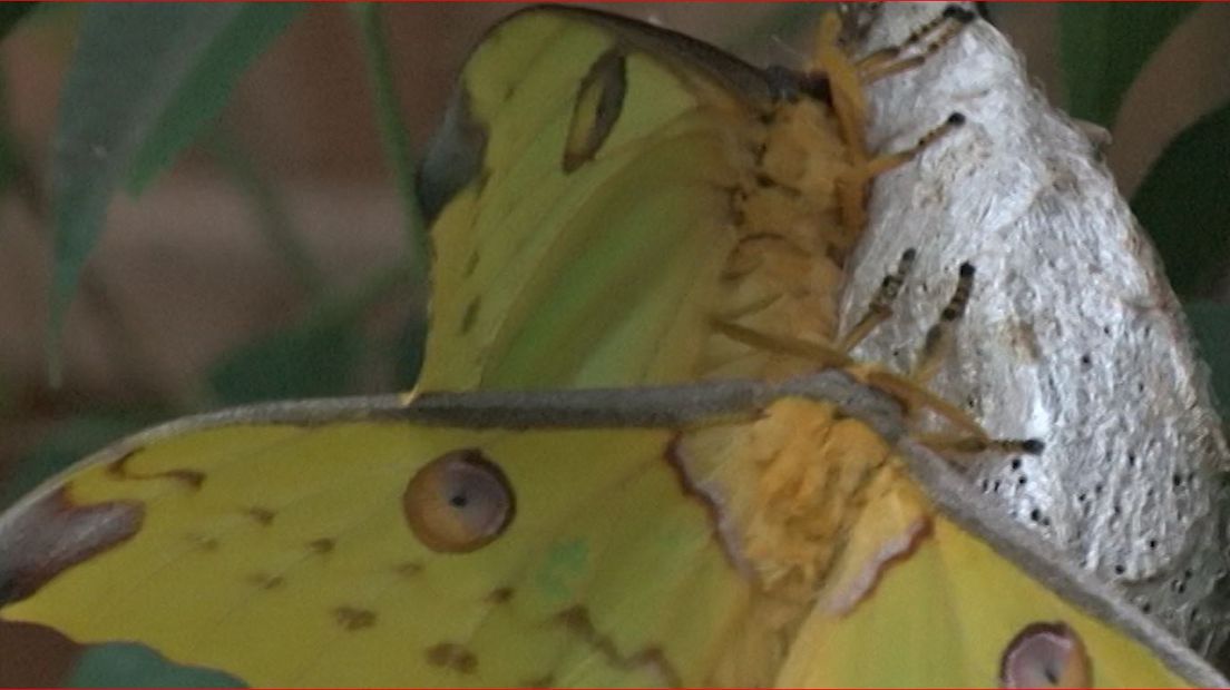 Het is misschien wel de laatste wilde nacht voor vlinders 'Romeo' en 'Julia' in vlindertuin De Kas in Zutphen. De twee komeetstaartvlinders hebben elkaar op het nippertje gevonden, want deze vlindersoort leeft slechts vier dagen. Inmiddels is het vrouwtje al zes dagen oud en het mannetje vijf dagen oud.
