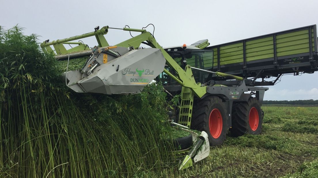 Een machine oogst hennepplanten