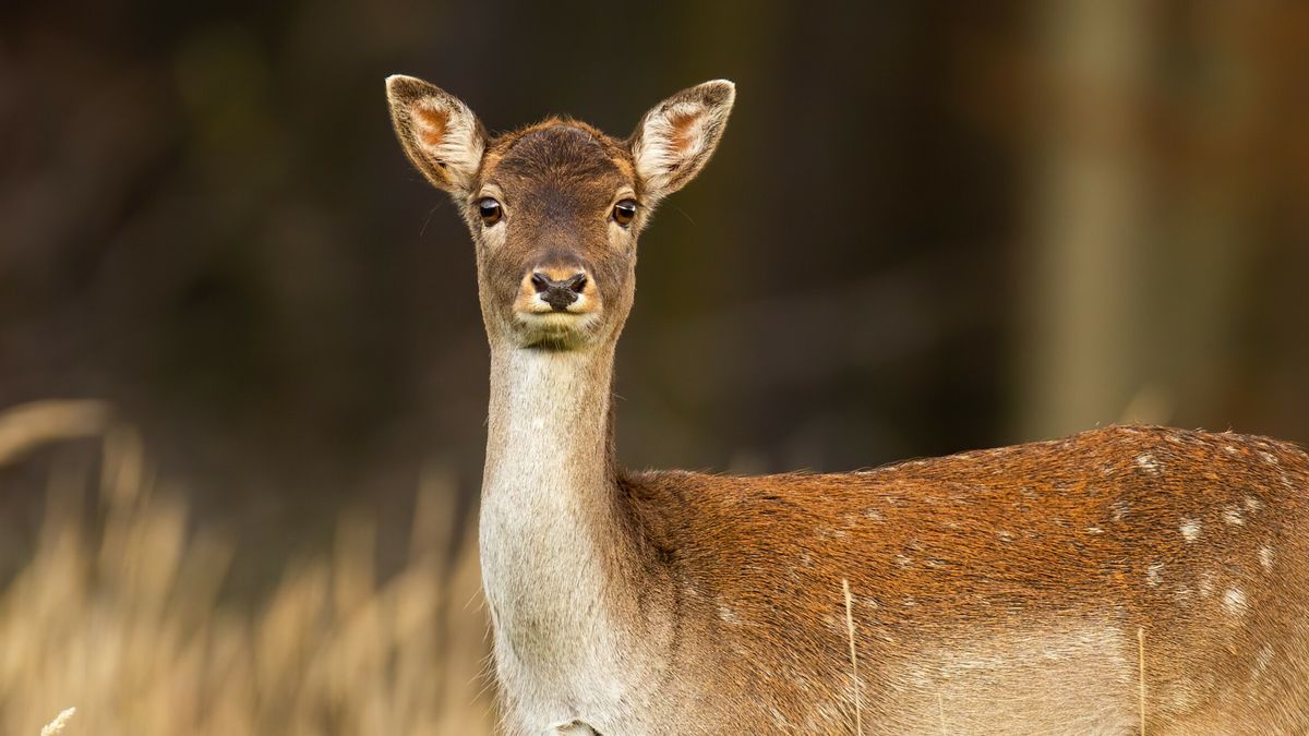 Gedeputeerde verwacht afschot damherten Oranjewoud: 