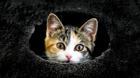 Minister adviseert katteneigenaren alert te zijn op vogelgriep