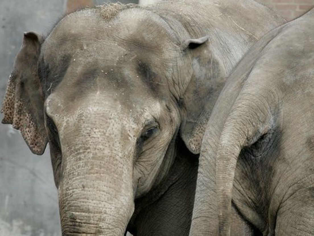 30-08-Olifant_Blijdorp.cropresize-1.jpg