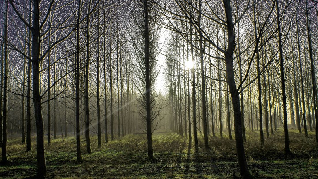 De provincie wil de komende tien jaar ruim 750 hectare bomen planten