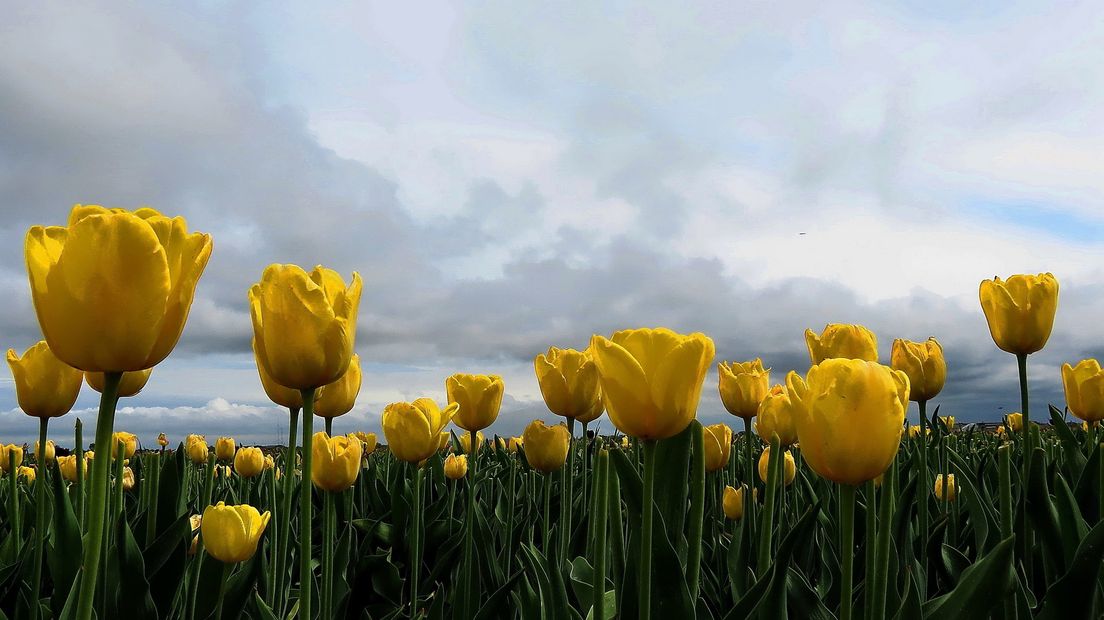 Zeeuws tulpenveld