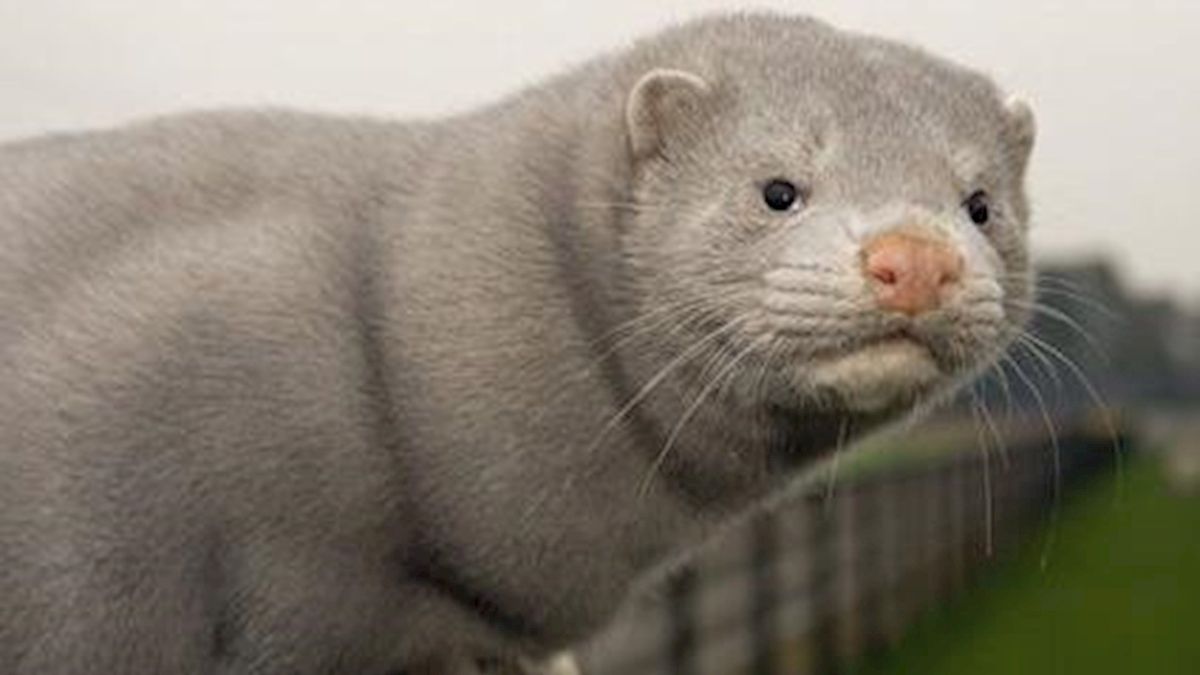 Overijsselse nertsenfokkers blij met afschaffing verbod