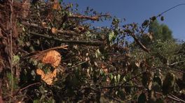 Werkzaamheden dunnen het dik beboste Drents-Friese Wold uit
