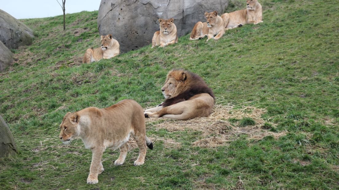 De leeuwenberg in het nieuwe dierenpark telt binnenkort meer leeuwen (Rechten: Wildlands Adventure Zoo)