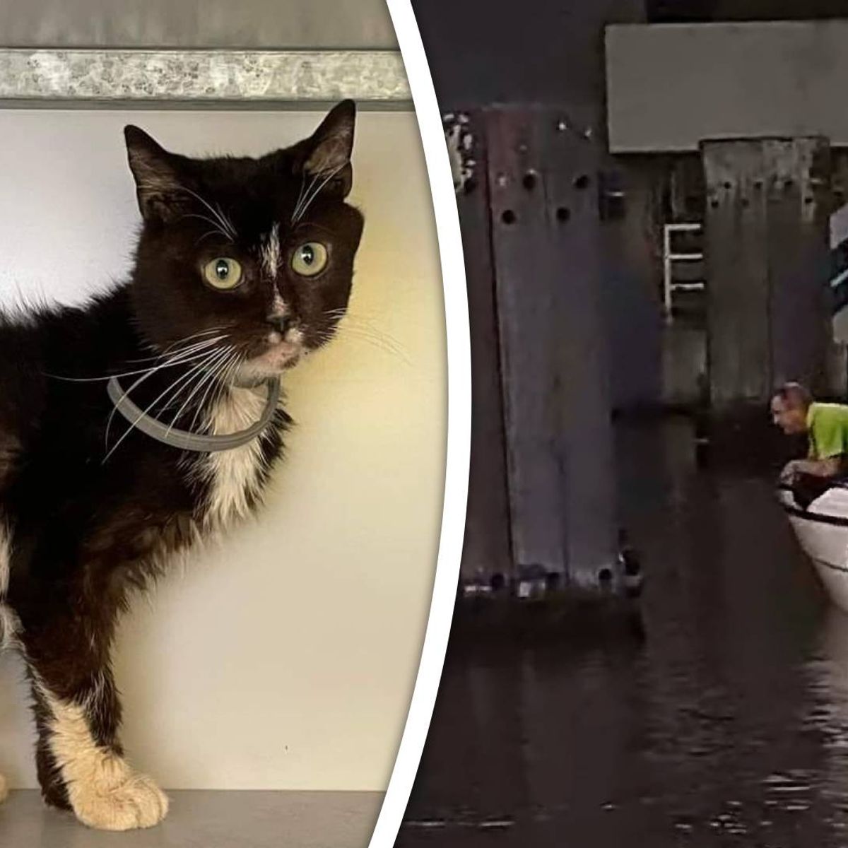 Kat durft niet meer van paal in water Rijnmond