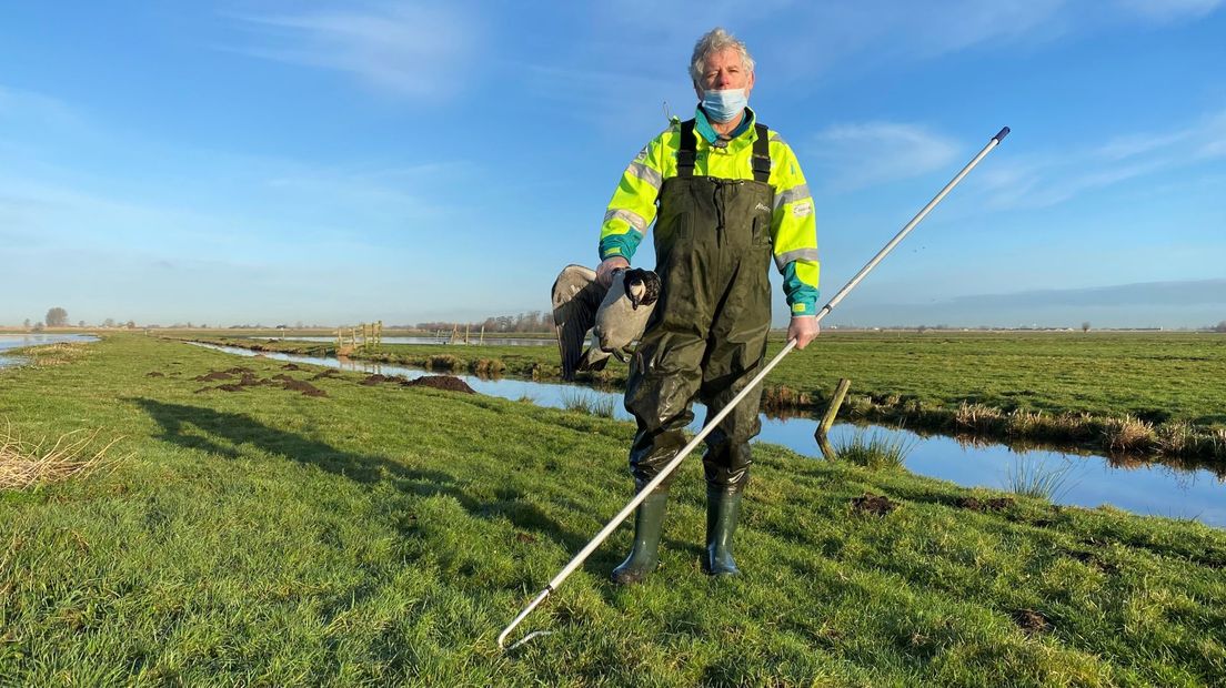 Gerrit de Boon met een zieke gans in zijn handen; die krijgt een spuitje van de dierenarts