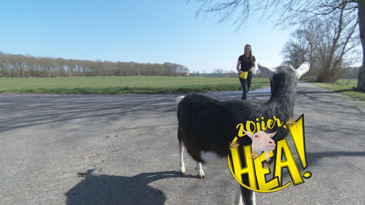 HEA! Jenna het geitenmeisje