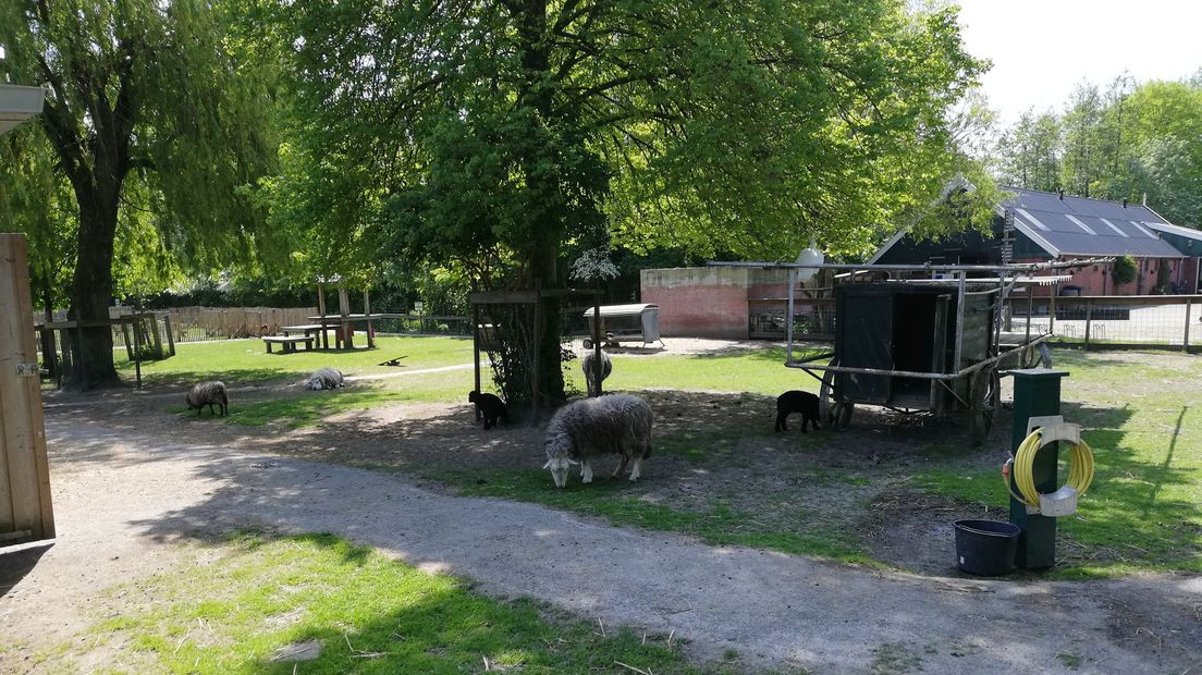 Een aantal dieren op kinderboerderij Beestenborg in Stad.
