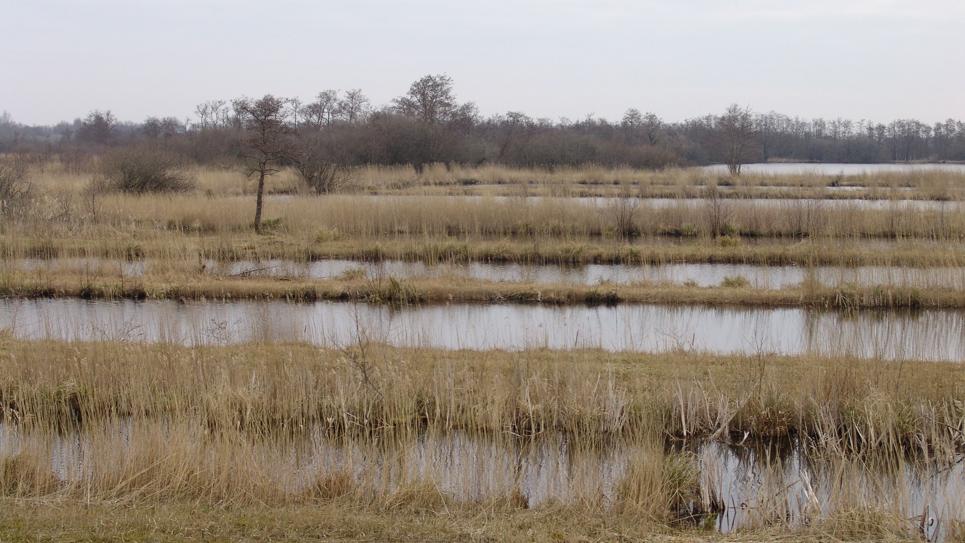 De Alde Feanen by Earnewâld