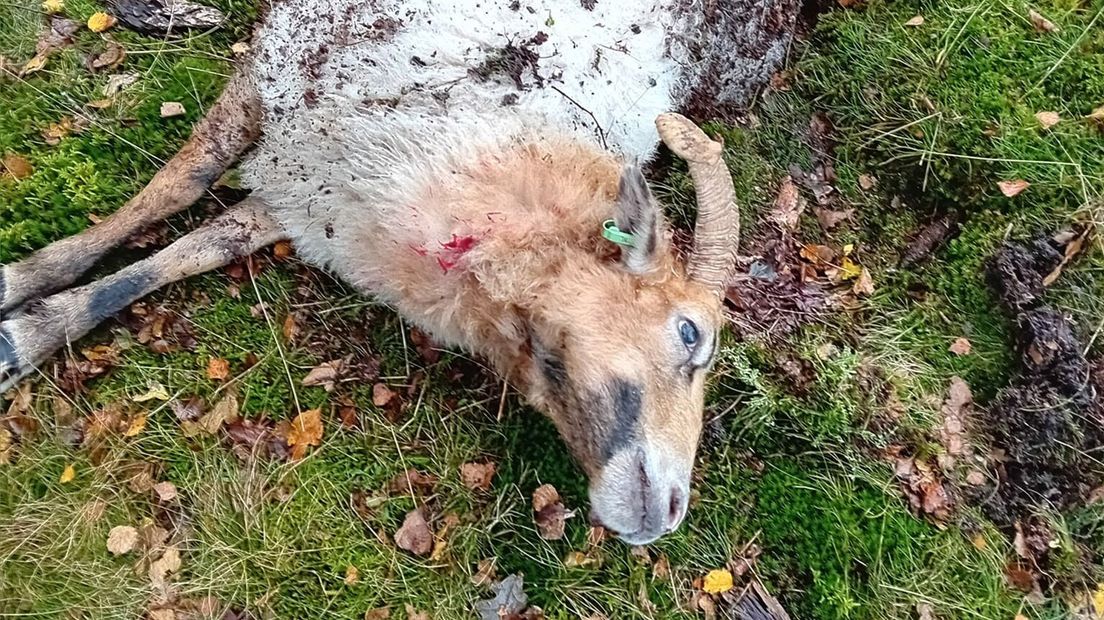 schaap aanval Odoorn
