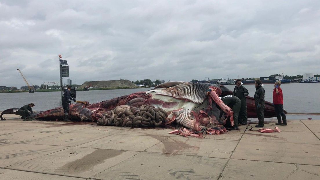 De gewone vinvis wordt ontleed op de kade in Terneuzen