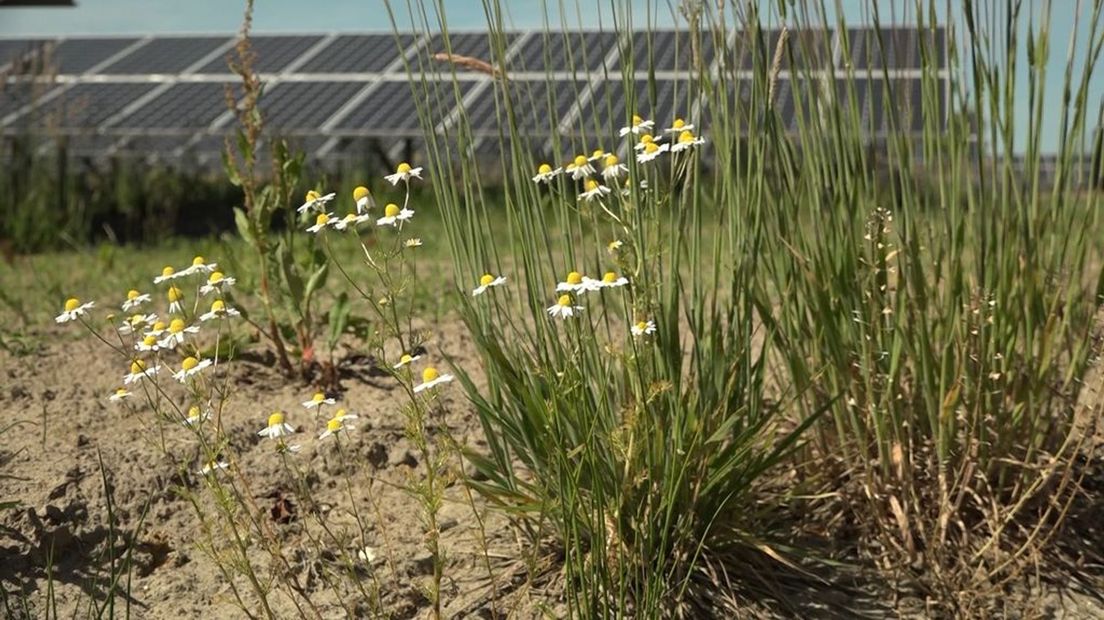 Solarpark De Kwekerij in Hengelo